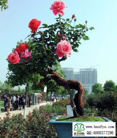 2015 南陽(yáng)月季展玉雕節(jié)已開幕，花已開好 君可來(lái)矣