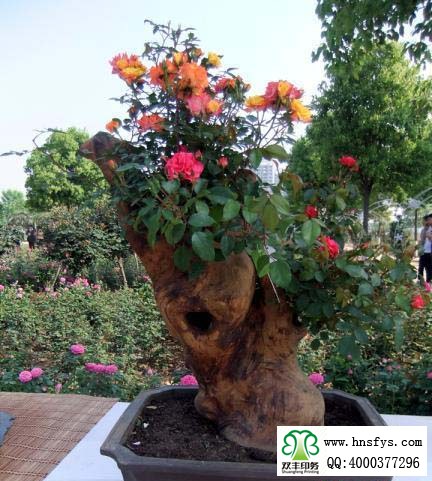 2015 南陽(yáng)月季展玉雕節(jié)已開幕，花已開好 君可來(lái)矣